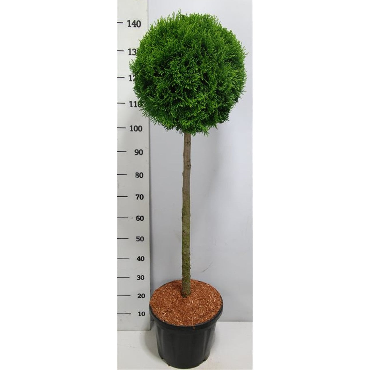 Thuja – Thuja occidentalis 'Smaragd' - C18 90 cm. Stam